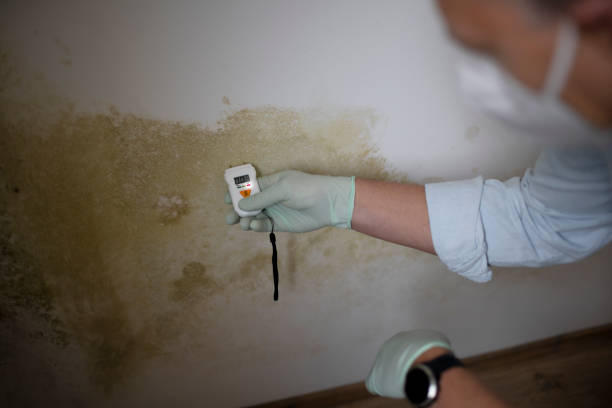 Best Mold Cleaning Services  in Sappington, MO