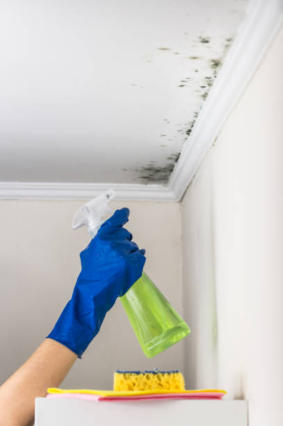 Best Commercial Mold Removal  in Sappington, MO