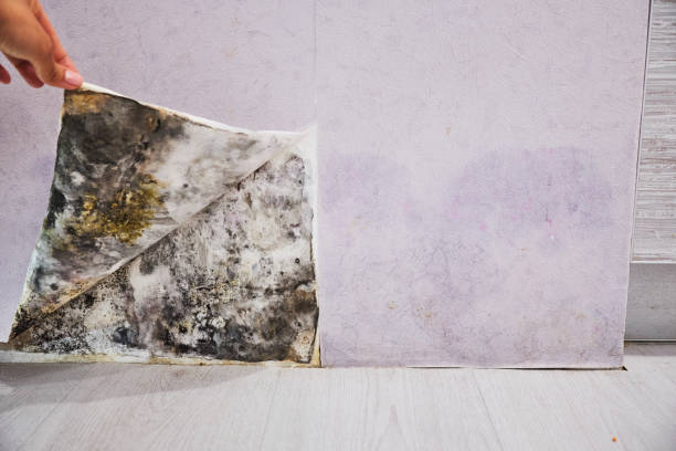 Best Residential Mold Removal  in Sappington, MO